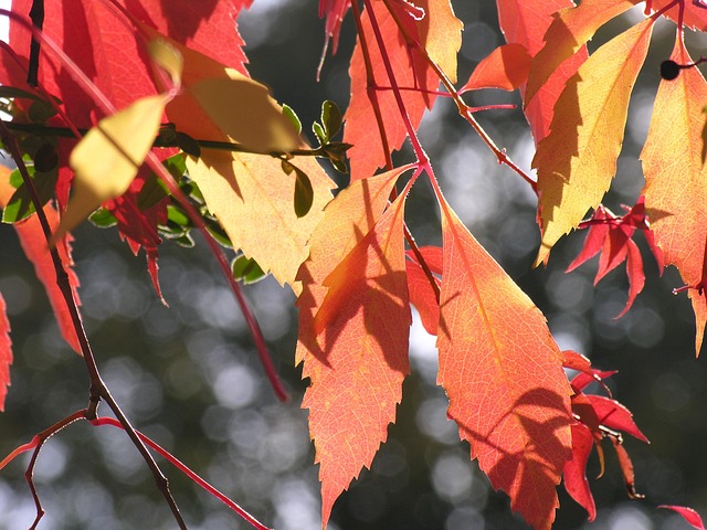 Free Vine Leaves Fall photo and picture