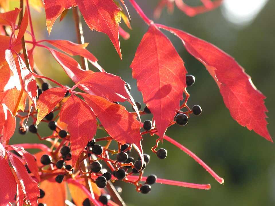Vine Wine Leaf Autumn · Free photo on Pixabay
