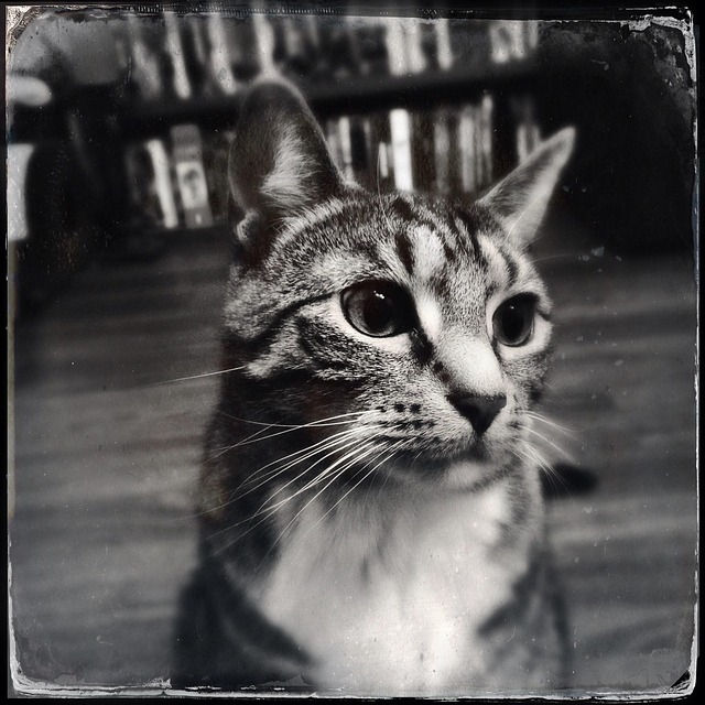 Free Cat Animal photo and picture