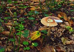 mushroom, forest, dry leaves