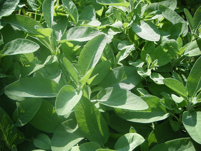 Free Sage Herbs photo and picture