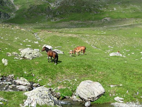 Free Horse Mare photo and picture