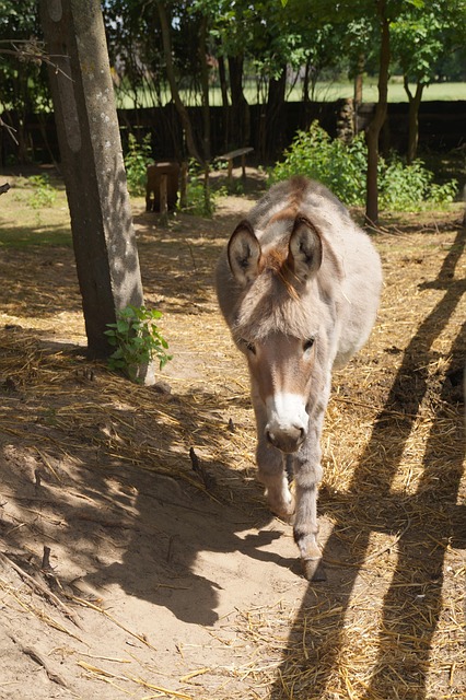 Burro Animal Granja - Foto gratis en Pixabay - Pixabay