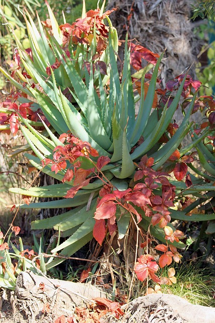 Free Cacti Nature photo and picture