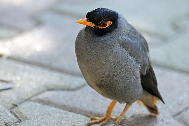Free Mynah Bird photo and picture