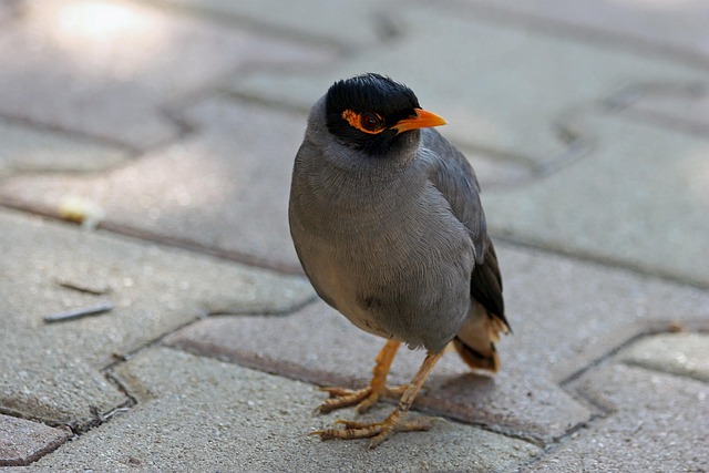Free Mynah Bird photo and picture