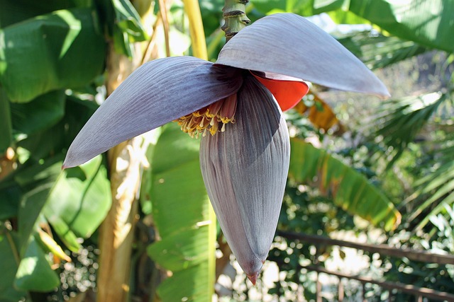Free Bananas Banana photo and picture