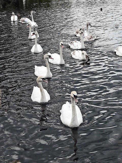 Free Swans Water photo and picture