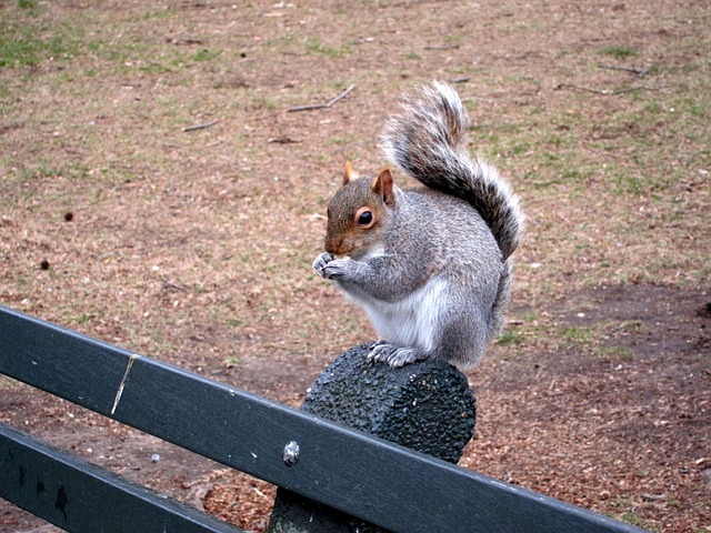 Free Squirrel Bench photo and picture