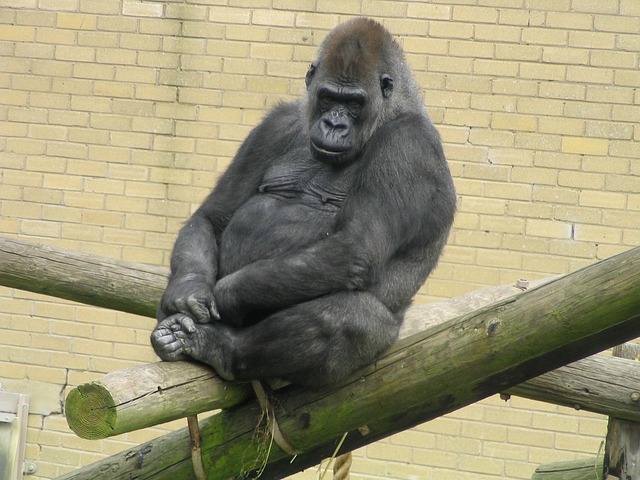 Free Gorilla Ape photo and picture