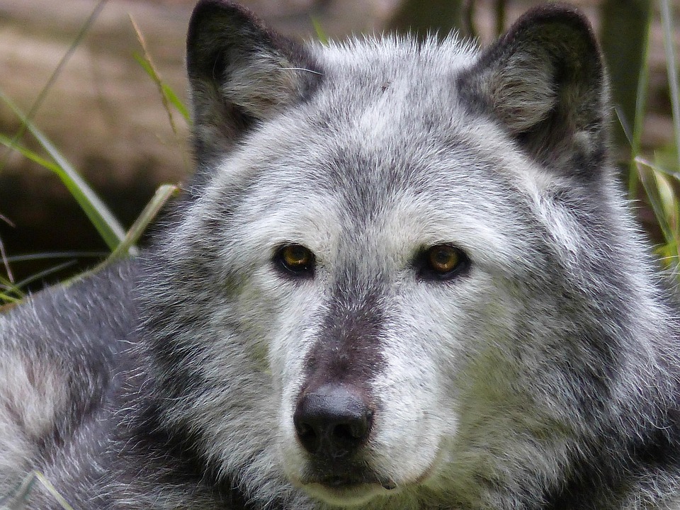 Le Loup Wolf Des Animaux Photo Gratuite Sur Pixabay