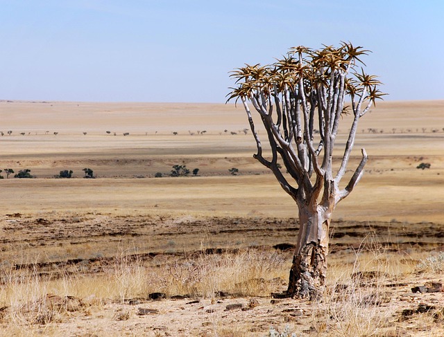 Free Desert Landscape photo and picture
