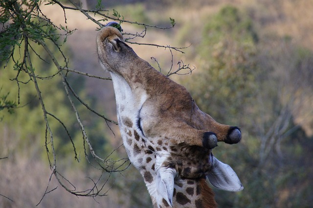 Free Giraffe Eating photo and picture