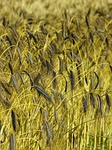 emmer, cereals, urkorn