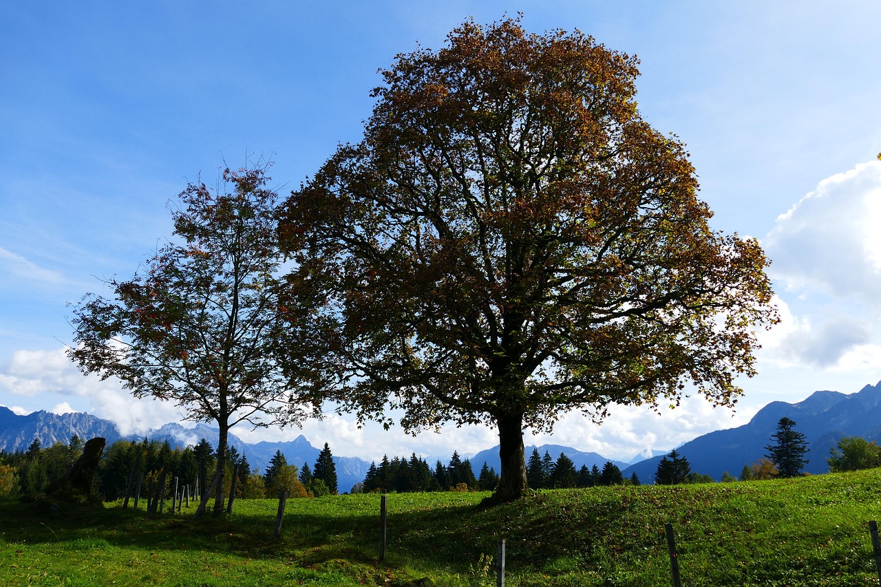 Autumn Mood - free online jigsaw puzzle photo