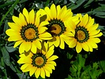 cape basket, osteospermum, cape daisies