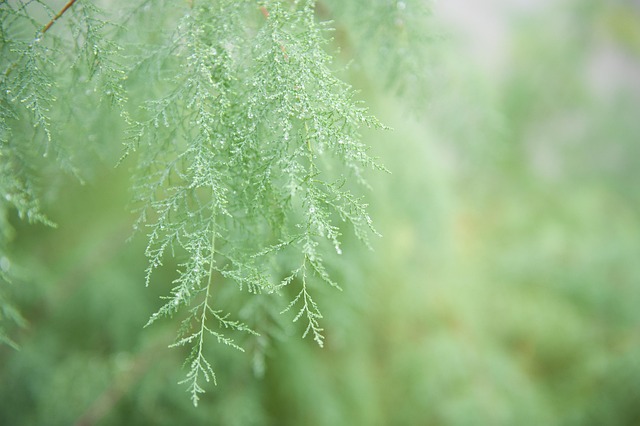 Vegetation Green Nature \u00b7 Free photo on Pixabay