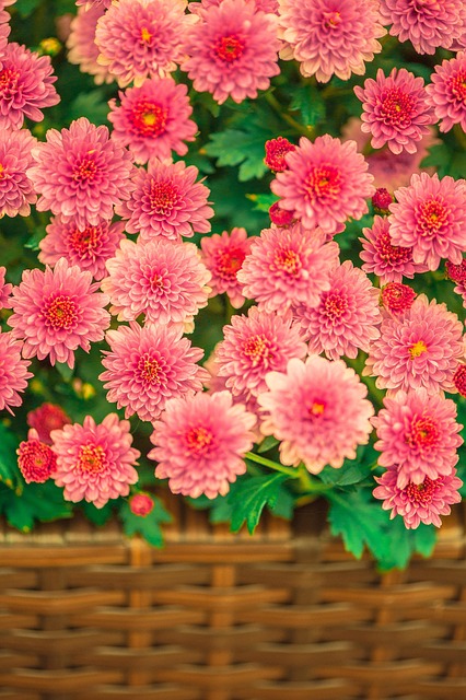 Free Dhalien Flower photo and picture