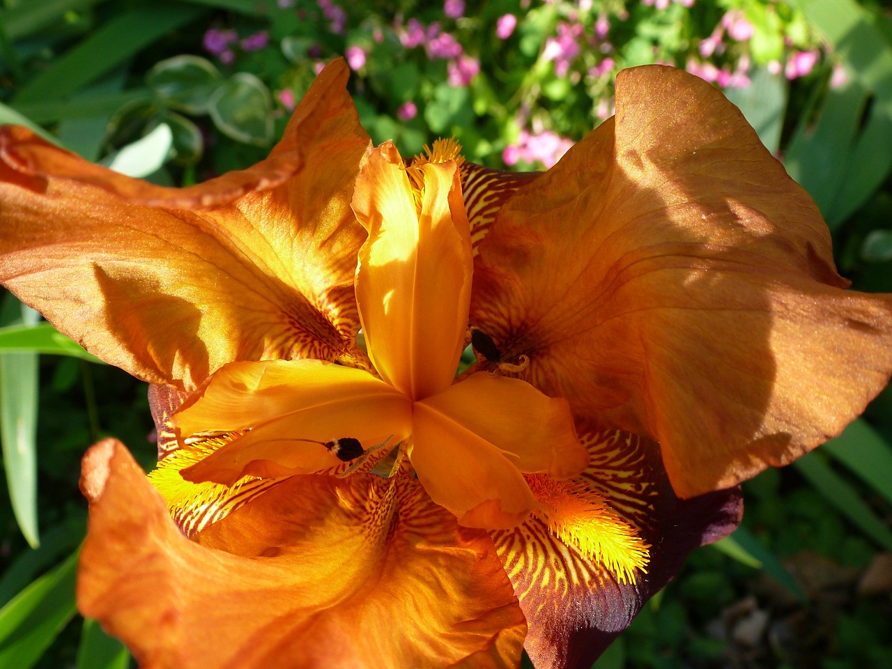 Blume Orange Blte Langer Stiel