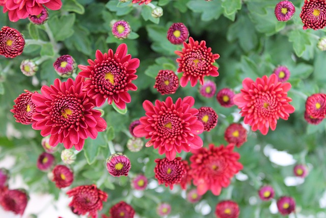 Free Chrysanthemums Flowers photo and picture