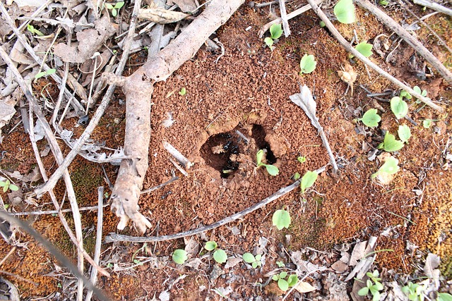 Free Salento Anthill photo and picture