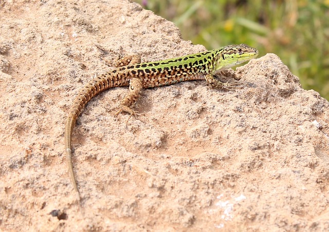 Free Lizard Nature photo and picture