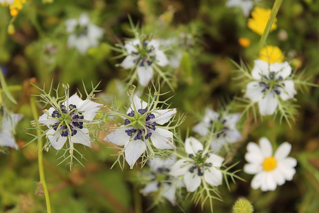 Free Salento Flowers photo and picture