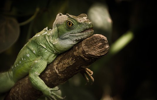 Free Iguana Lizard photo and picture