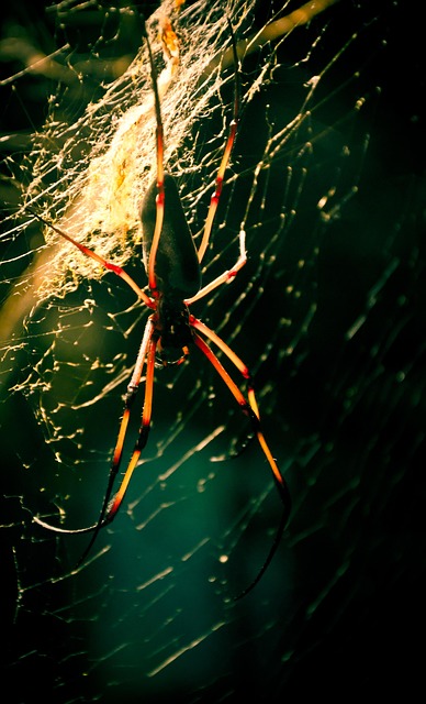 Free Spider Spider Web photo and picture