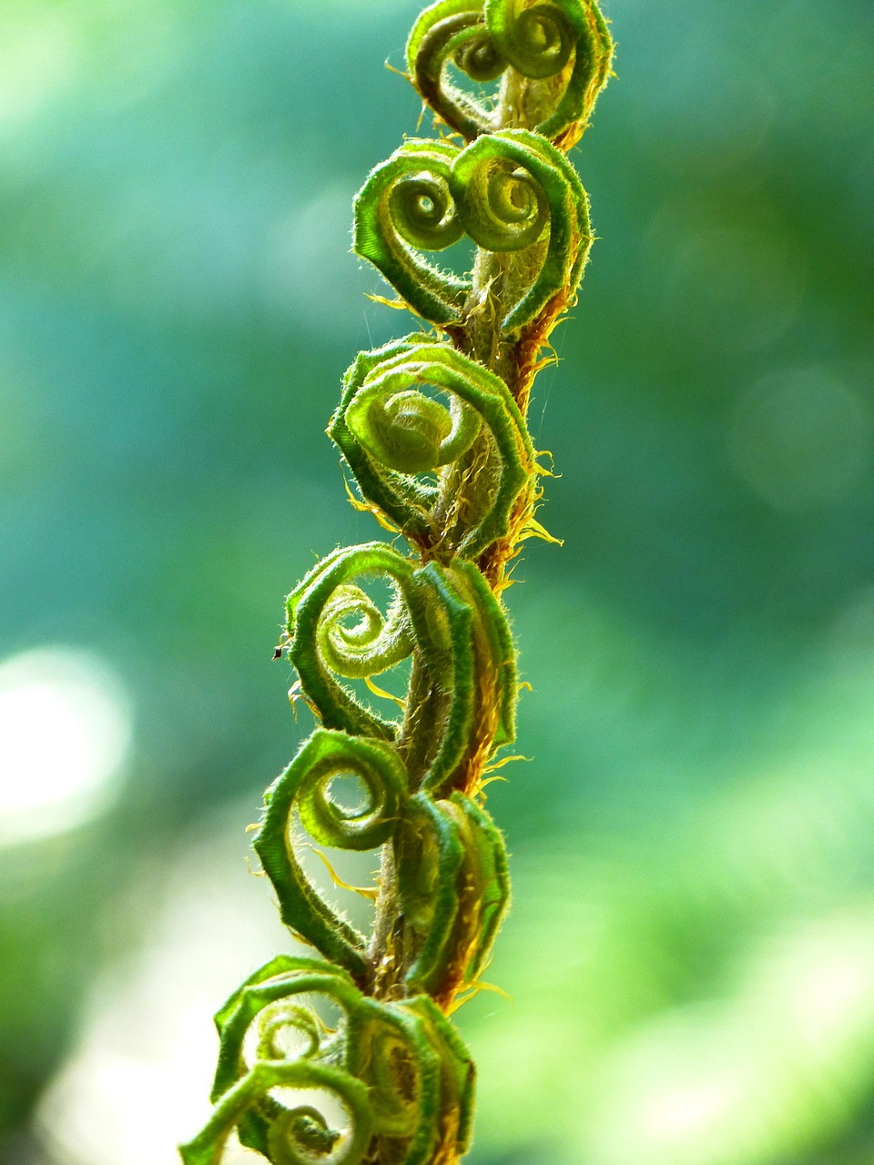 シダの葉っぱ – シダ植物 一覧 有名 – KGMPYV