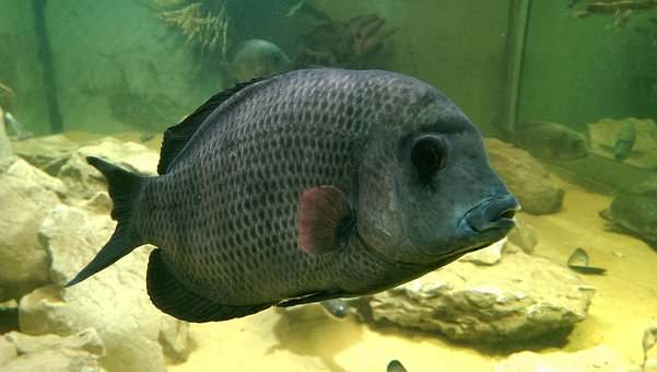 Free Fish Fish Tank photo and picture