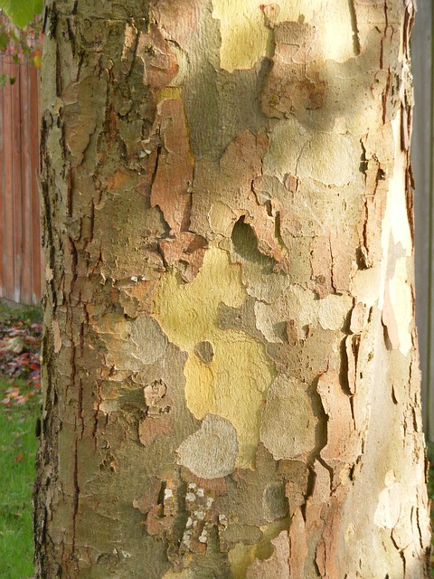 Free Plane Tree Bark photo and picture