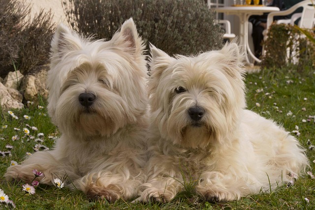 Free Dogs Animals photo and picture