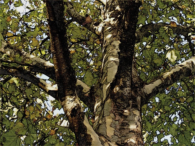Free Plane Tree London Plane Tree photo and picture