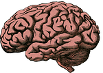 brain, anatomy, human