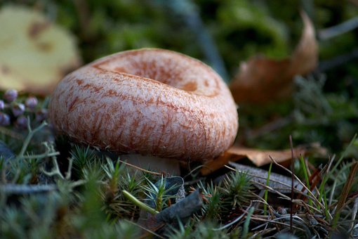 Free Woolly Milkcap Bearded Milkcap photo and picture