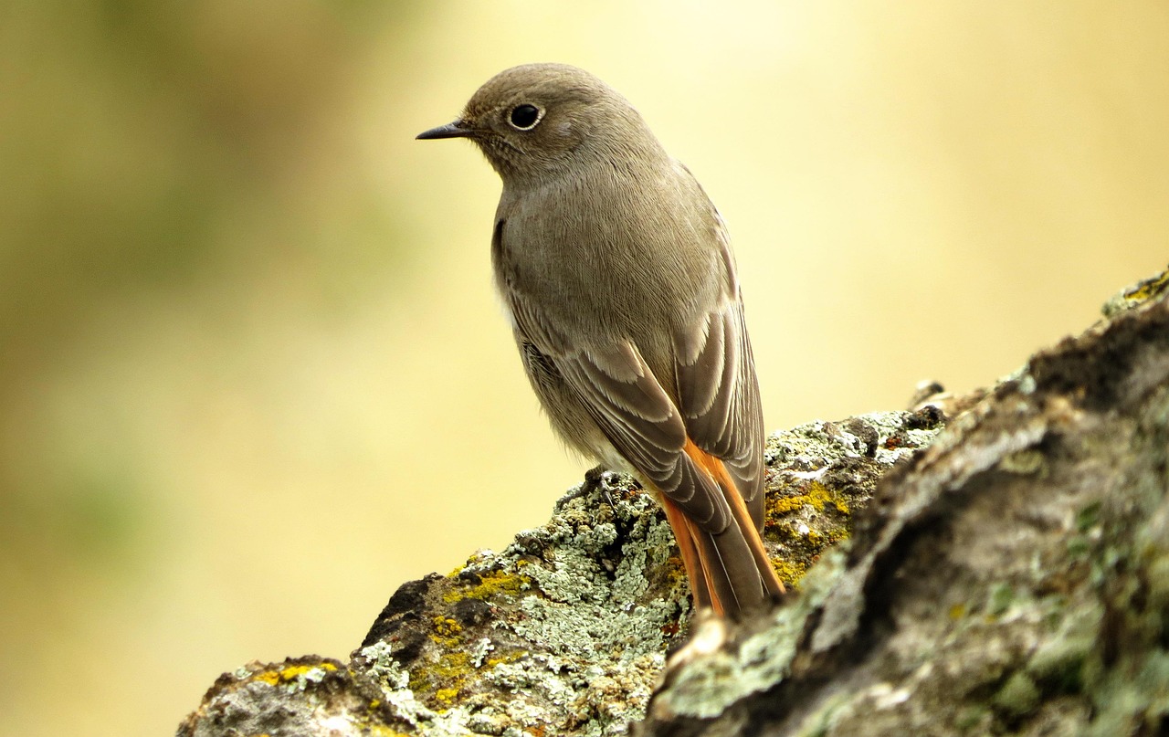 Free Bird Pen photo and picture
