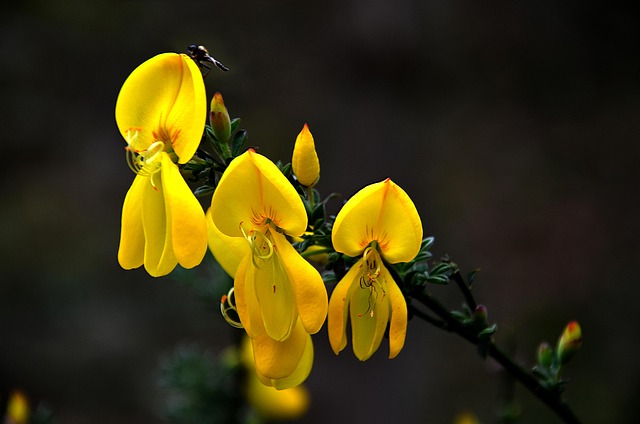 Free Cytissus Nature photo and picture