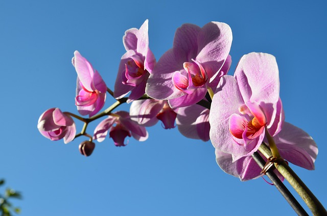Free Orchid Flower photo and picture