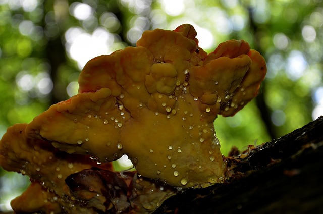 Free Agaric Spring photo and picture