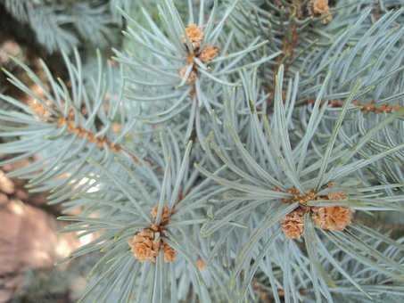 Free Blue Spruce Herringbone photo and picture