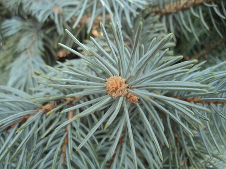 Free Blue Spruce Herringbone photo and picture