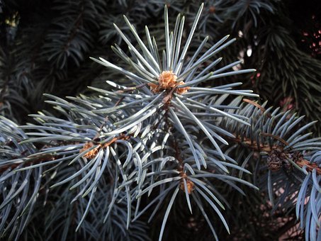 Free Blue Spruce Herringbone photo and picture