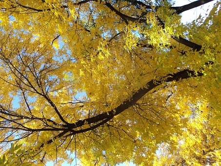 Free Yellow Crowns Ash photo and picture