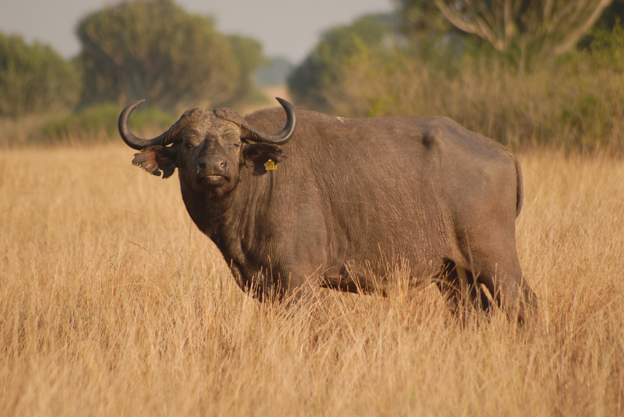 Buffalo - free online jigsaw puzzle photo