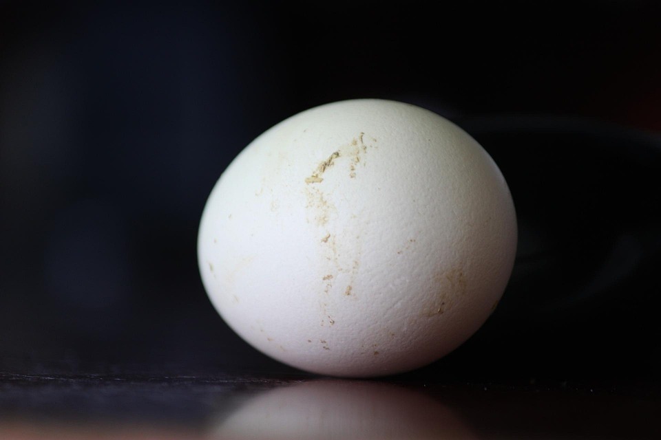 Free photo Egg, Chicken Eggs, White Free Image on Pixabay 513606