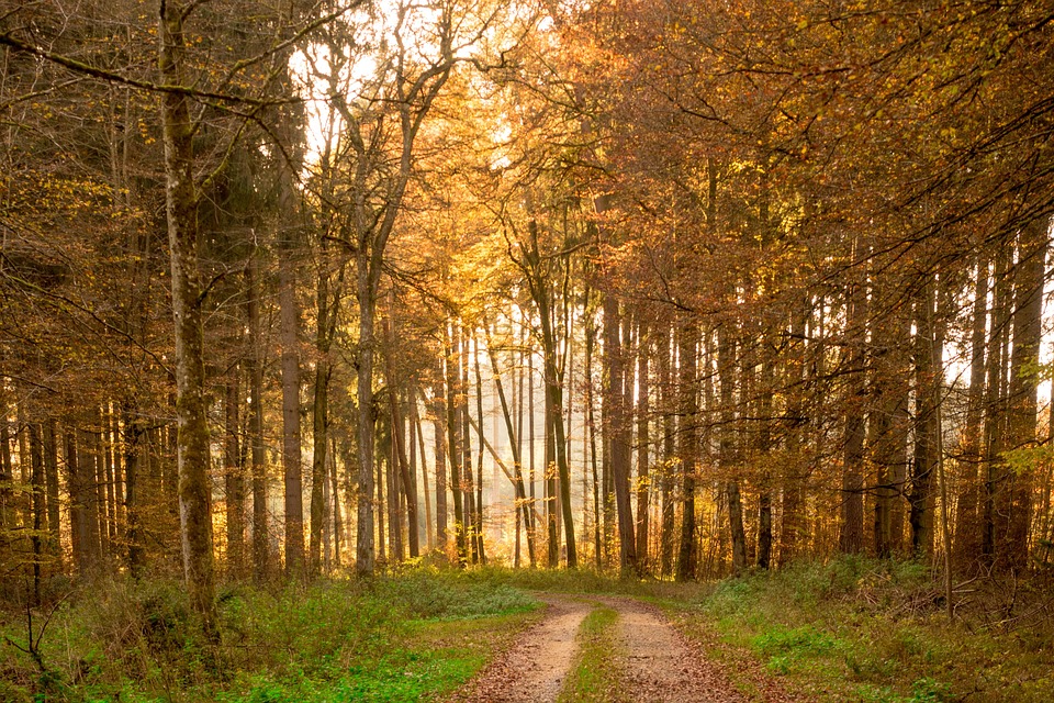 Kostenlose Bilder Vom Wald _ Kostenlose Waldbilder – RXDBBU
