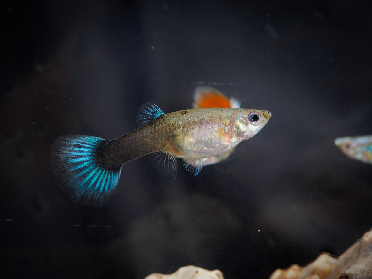 100+ Free Goofy & Fishbowl Images - Pixabay