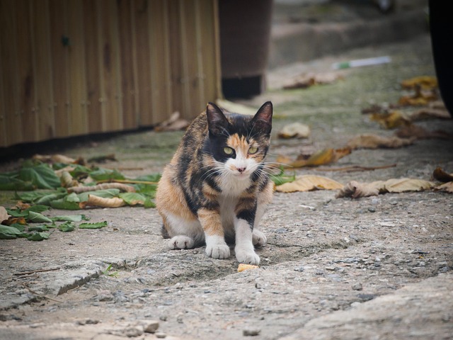 Free Cat Animal photo and picture
