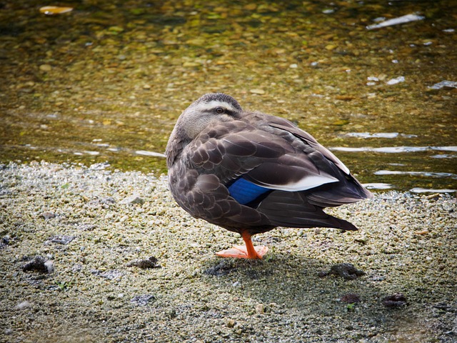 Free Duck Birds photo and picture
